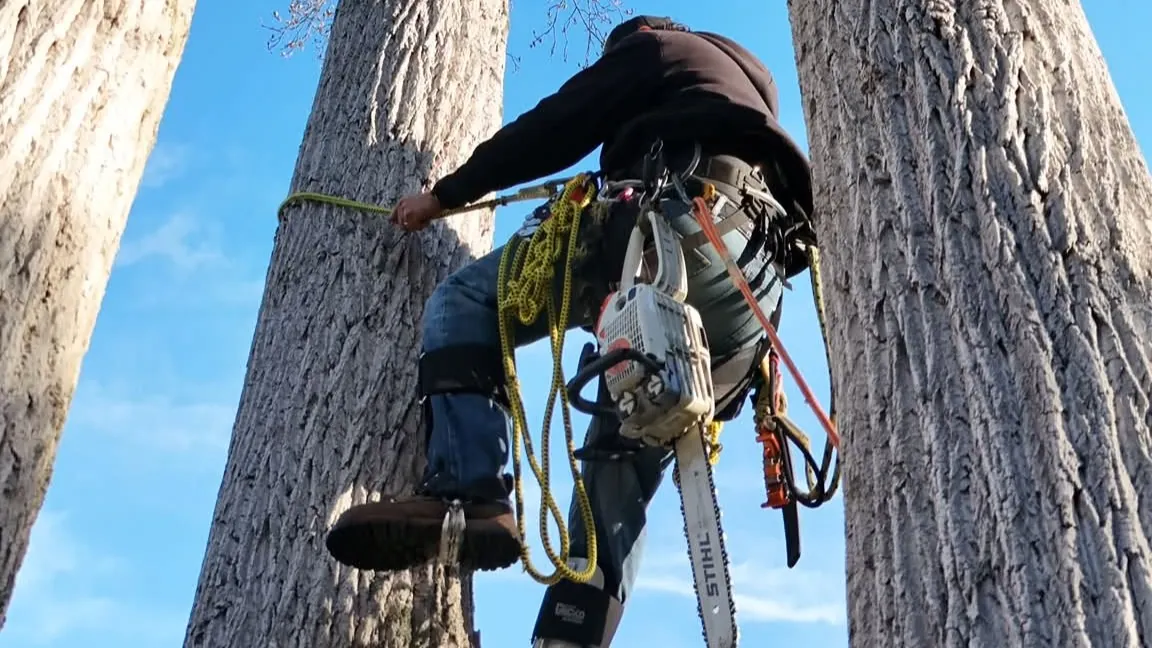 Arcade Tree Service climber roped into a tall tree with a chainsaw