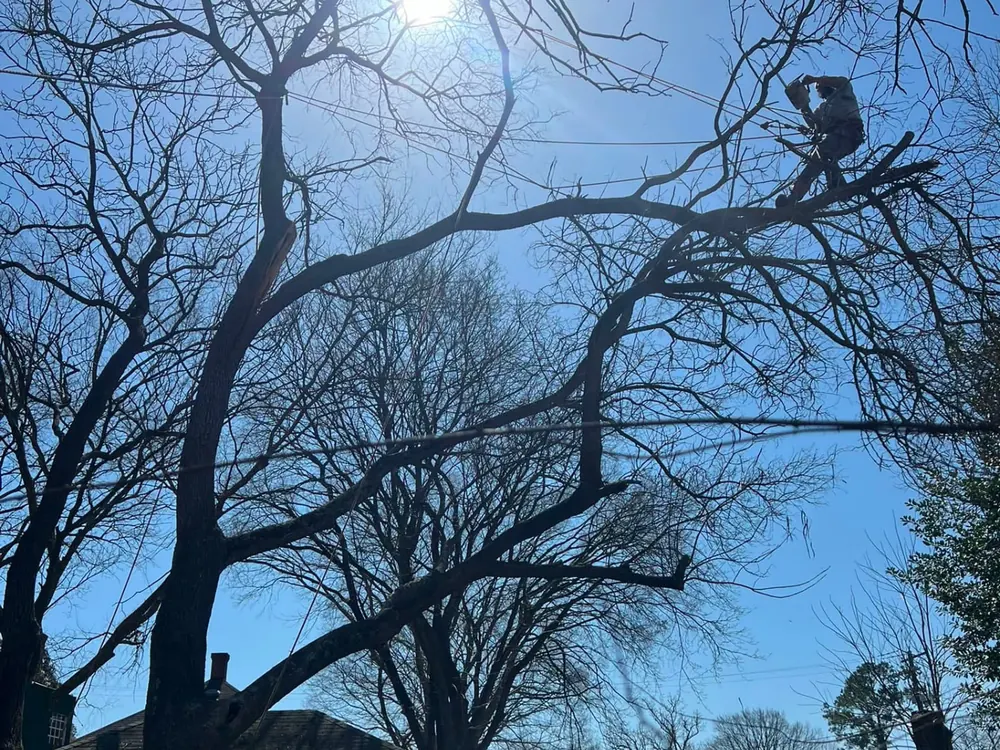 Climber trimming high limbs from a large tree on a clear day